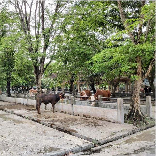 Foto UPTD PERTANIAN - Pasar Hewan Ambarketawang