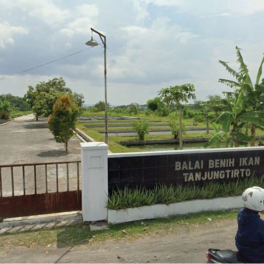 Foto UPTD Balai Benih Ikan Tanjungtirto